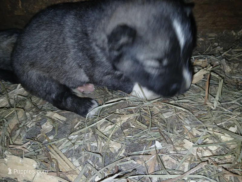 Elsa Agouti pup 006 – Siberian Husky puppy for sale in Long Eddy, NY