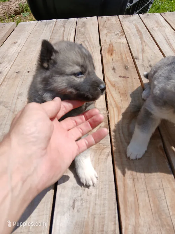 Elsa Agouti pup 004 – Siberian Husky puppy for sale in Long Eddy, NY