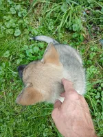 Elsa Agouti pup 004, a female Siberian Husky for sale in Long Eddy, NY – 3 of 6