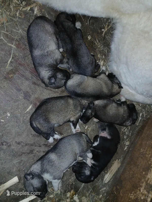 Elsa Agouti pup 005 – Siberian Husky puppy for sale in Long Eddy, NY