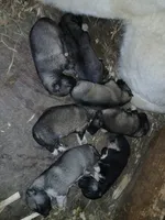 Elsa Agouti pup 005, a male Siberian Husky for sale in Long Eddy, NY – 1 of 1