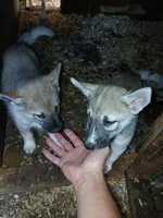 Elsa Agouti pup 004, a female Siberian Husky for sale in Long Eddy, NY – 5 of 6
