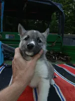 Elsa Agouti pup 006, a female Siberian Husky for sale in Long Eddy, NY – 2 of 5
