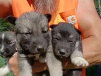 Elsa TriColor pup 003, a male Siberian Husky for sale in Long Eddy, NY – 4 of 6