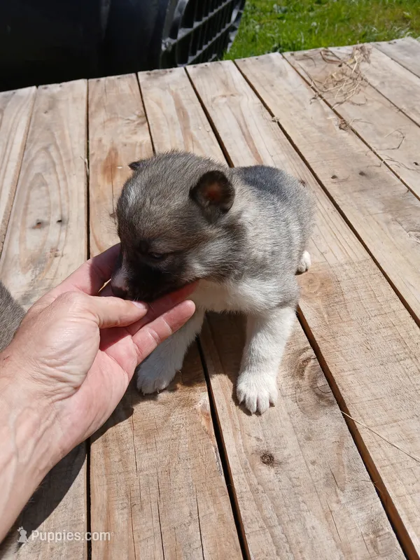 Elsa Agouti pup 006 – Siberian Husky puppy for sale in Long Eddy, NY