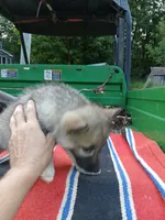 Elsa Agouti pup 004, a female Siberian Husky for sale in Long Eddy, NY – 3 of 6
