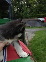 Elsa TriColor pup 003, a male Siberian Husky for sale in Long Eddy, NY – 2 of 6