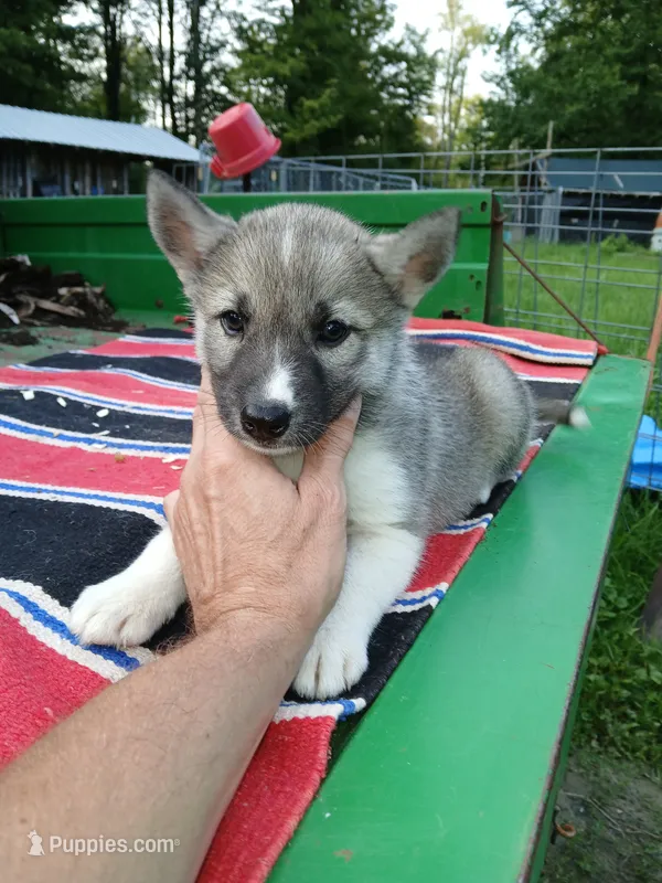 Elsa Agouti pup 006 – Siberian Husky puppy for sale in Long Eddy, NY