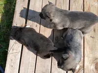 Elsa Agouti pup 005, a male Siberian Husky for sale in Long Eddy, NY – 3 of 5