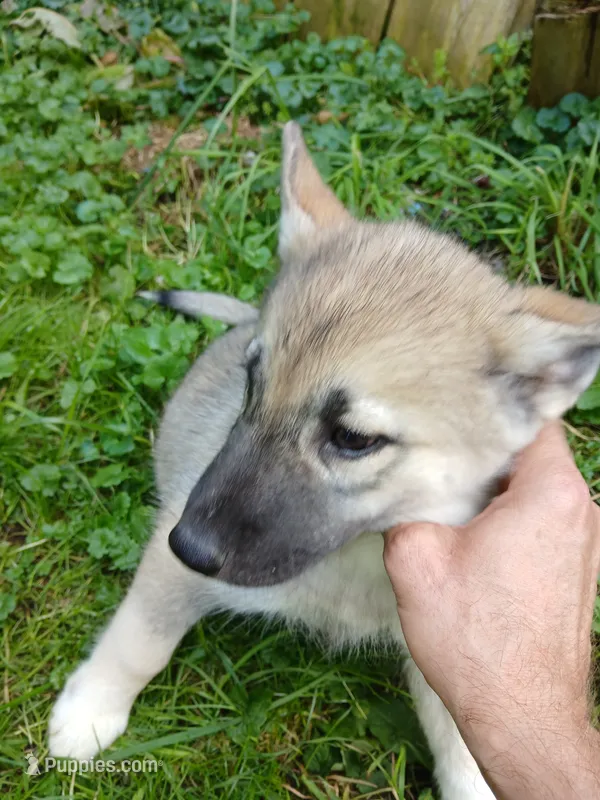Elsa Agouti pup 004 – Siberian Husky puppy for sale in Long Eddy, NY