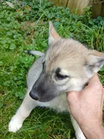 Elsa Agouti pup 004, a female Siberian Husky for sale in Long Eddy, NY – 1 of 6