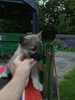 Elsa Agouti pup 004, a female Siberian Husky for sale in Long Eddy, NY – 2 of 6