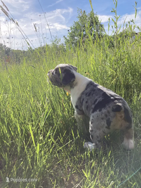 Female – English Bulldog, French Bulldog puppy for sale in Johnson, VT