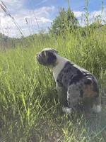 Female, a female English Bulldog and French Bulldog for sale in Johnson, VT – 3 of 4