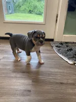 Clyde, a male English Bulldog for sale in Johnson, VT – 9 of 9