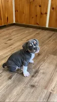 Clyde, a male English Bulldog for sale in Johnson, VT – 6 of 9