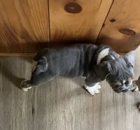 Clyde, a male English Bulldog for sale in Johnson, VT – 2 of 9