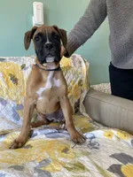 Blue Collar, a female Boxer for sale in Johnson, VT – 2 of 7