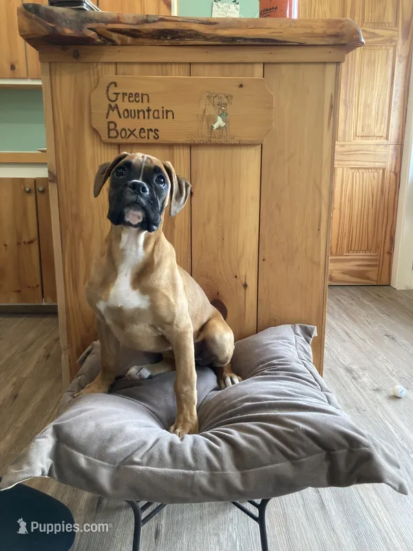Blue Collar – Boxer puppy for sale in Johnson, VT