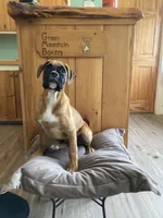 Blue Collar, a female Boxer for sale in Johnson, VT – 1 of 7