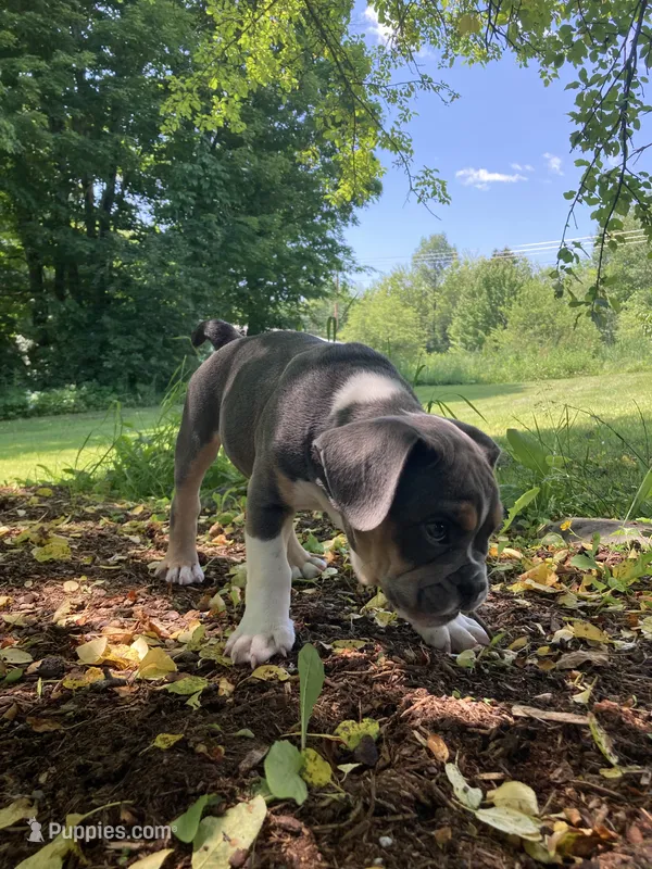 Clyde – English Bulldog, French Bulldog puppy for sale in Johnson, VT