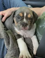 Clyde, a male English Bulldog and French Bulldog for sale in Johnson, VT – 4 of 5