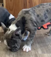 Merle, a male Frenchton for sale in Johnson, VT – 5 of 7