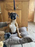 Red Collar, a female Boxer for sale in Johnson, VT – 2 of 7