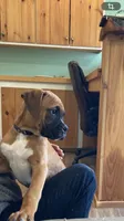 Red Collar, a female Boxer for sale in Johnson, VT – 6 of 7