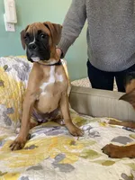 Blue Collar, a female Boxer for sale in Johnson, VT – 6 of 7
