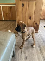 Red Collar, a female Boxer for sale in Johnson, VT – 3 of 7