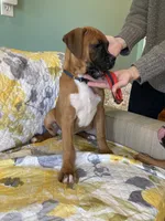 Red Collar, a female Boxer for sale in Johnson, VT – 5 of 7
