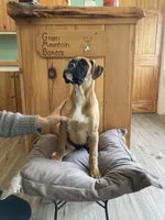 Blue Collar, a female Boxer for sale in Johnson, VT – 4 of 7