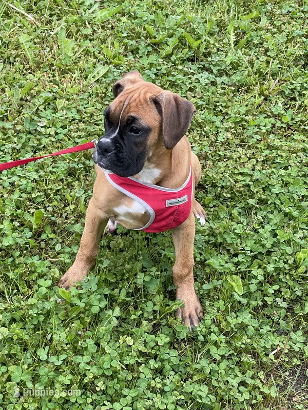 Blue Collar – Boxer puppy for sale in Johnson, VT