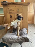 Red Collar, a female Boxer for sale in Johnson, VT – 4 of 7