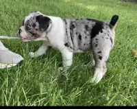 Female, a female English Bulldog and French Bulldog for sale in Johnson, VT – 4 of 4