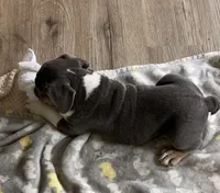 Clyde, a male English Bulldog and French Bulldog for sale in Johnson, VT – 3 of 5