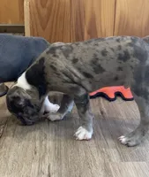 Merle, a male Frenchton for sale in Johnson, VT – 6 of 7