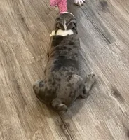 Merle, a male Frenchton for sale in Johnson, VT – 3 of 7
