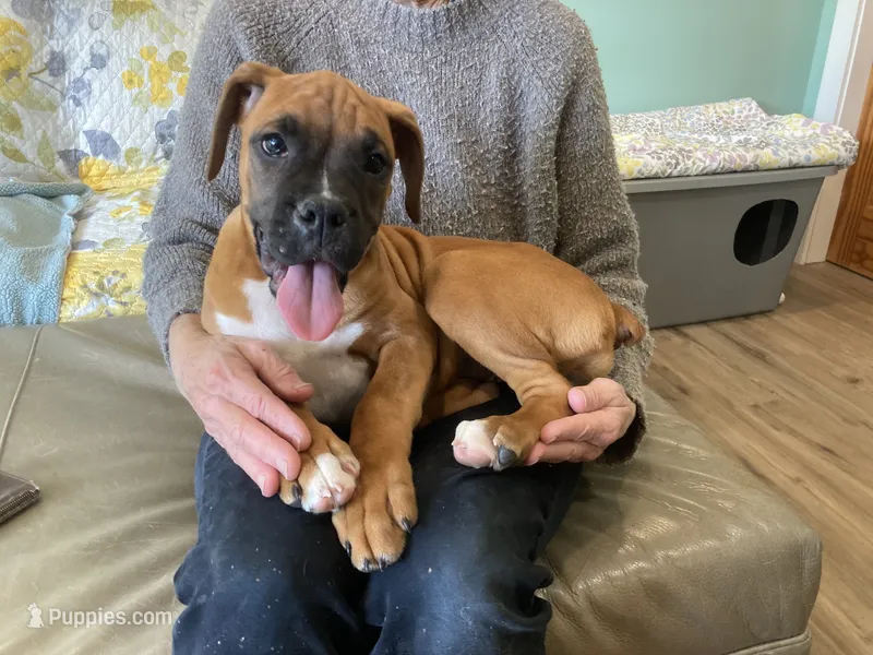 Red Collar – Boxer puppy for sale in Johnson, VT