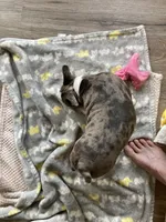 Merle, a male Frenchton for sale in Johnson, VT – 2 of 7