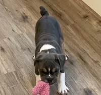Clyde, a male English Bulldog for sale in Johnson, VT – 3 of 9