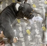 Clyde, a male English Bulldog for sale in Johnson, VT – 5 of 9