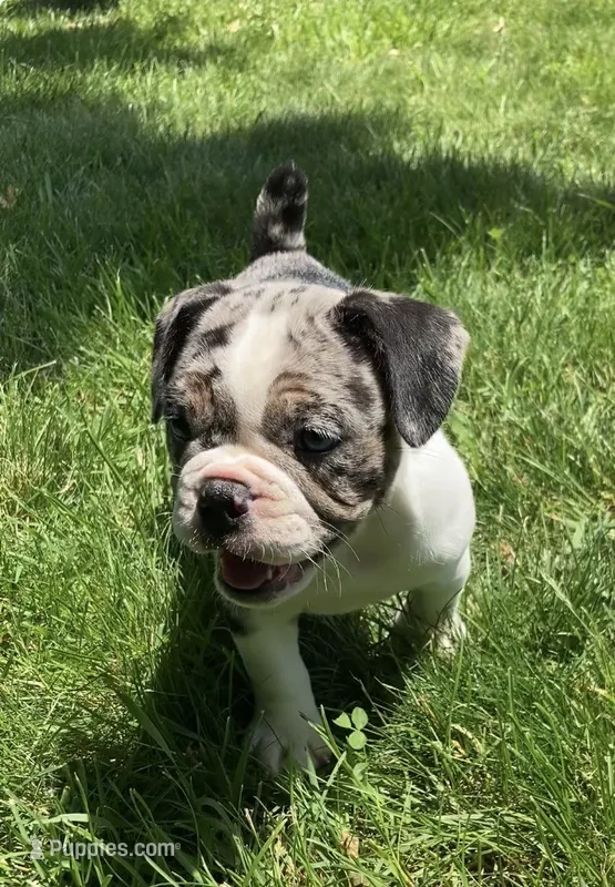 Female – English Bulldog, French Bulldog puppy for sale in Johnson, VT