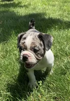 Female, a female English Bulldog and French Bulldog for sale in Johnson, VT – 1 of 4