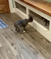Merle, a male Frenchton for sale in Johnson, VT – 4 of 7