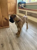 Blue Collar, a female Boxer for sale in Johnson, VT – 7 of 7