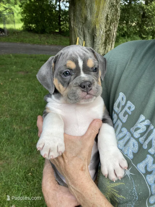 Clyde – English Bulldog, French Bulldog puppy for sale in Johnson, VT