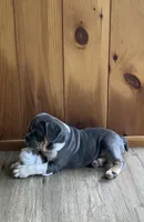 Clyde, a male English Bulldog for sale in Johnson, VT – 4 of 9