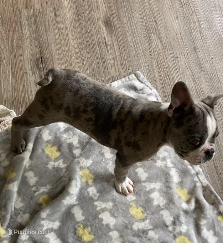 Merle – Frenchton puppy for sale in Johnson, VT